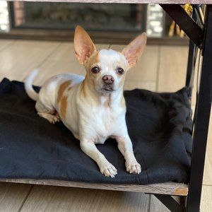 Meet your Posher, Billy